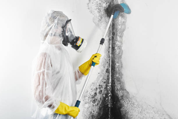 Best Water Damage & Mold Remediation  in Edinburg, TX